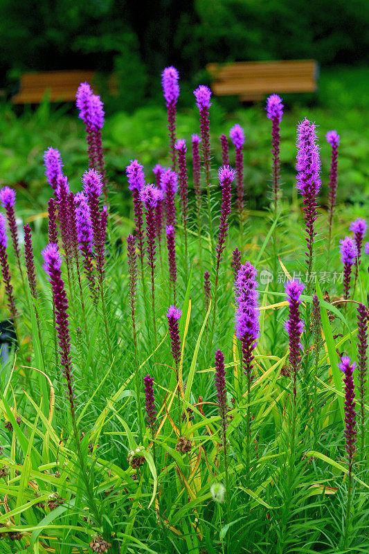 Liatris pycnostachya /炽星